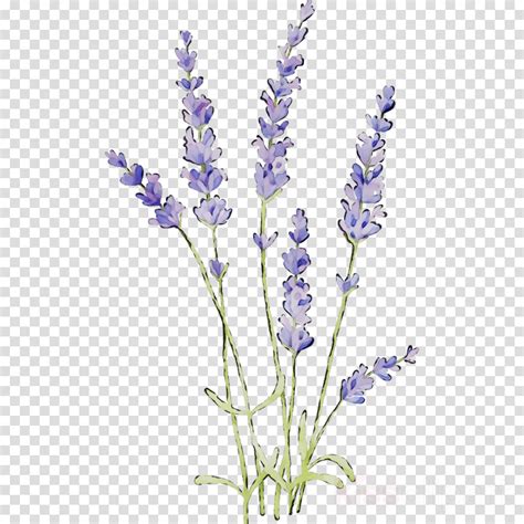 free lavender clipart|Lavender Clipart Images .